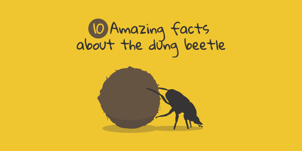 10-amazing-facts-about-the-dung-beetle-pigtelligent