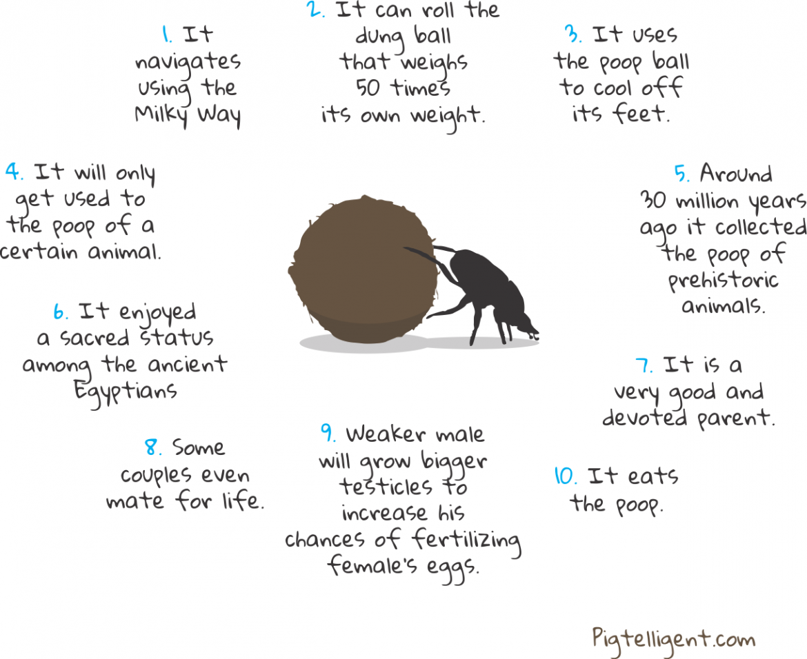 10 Amazing Facts About The Dung Beetle | Pigtelligent