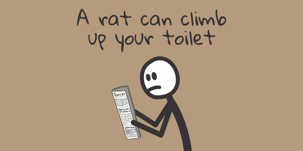 A rat can climb up your toilet Pigtelligent